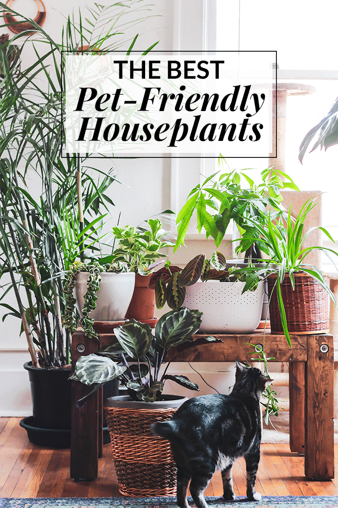 indoor plants safe for dogs and cats